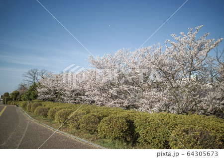ソメイヨシノ（湊山公園） 64305673
