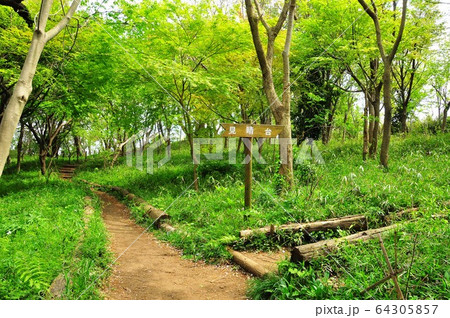 神奈川県藤沢市 新林公園 ハイキングコース見晴台分岐の新緑 神奈川県藤沢市 新林公園 ハイキングコース見晴台分岐の新緑 64305857