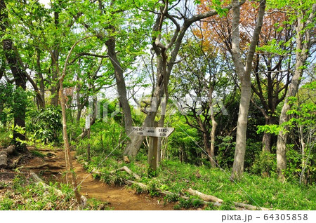 神奈川県藤沢市 新林公園 ハイキングコース山路中間点道しるべと新緑 神奈川県藤沢市 新林公園 ハイキングコース山路中間点道しるべと新緑 64305858