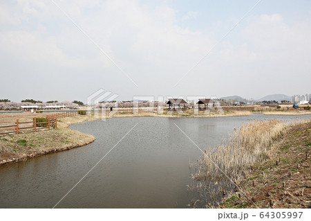 公園 生態公園 葦 64305997