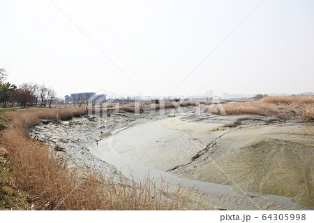 公園 生態公園 葦 64305998