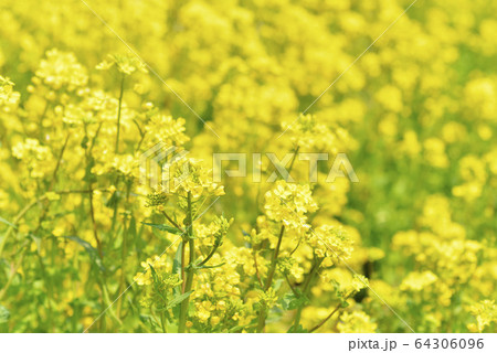 菜の花 64306096