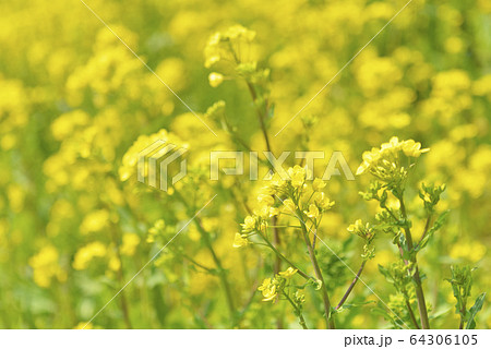 菜の花 64306105