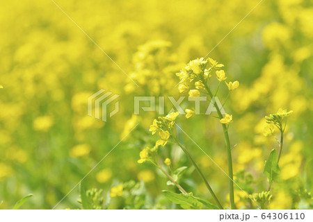 菜の花 64306110
