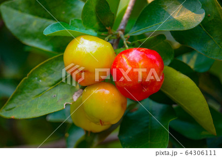 Fresh organic Acerola cherry on the tree. 64306111