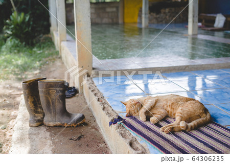 猫のお昼寝 猫のお昼寝 64306235