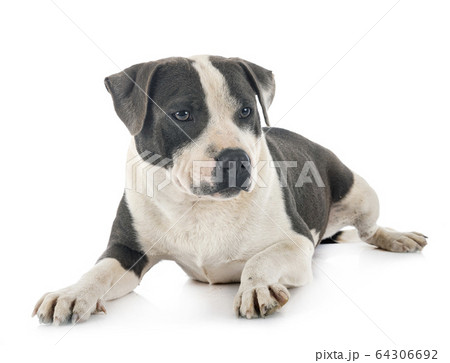 staffordshire bull terrier 64306692