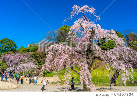 東京　小石川後楽園の桜 64307304