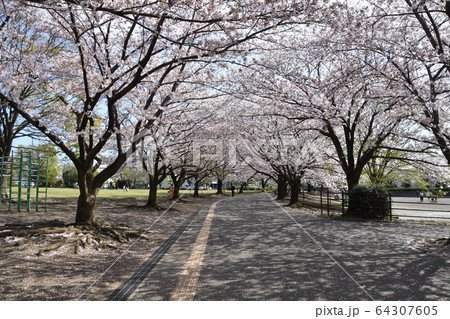 さむかわ中央公園　桜のトンネル 64307605