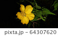 春 花 モノクロ 64307620