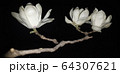 春 花 モノクロ 64307621