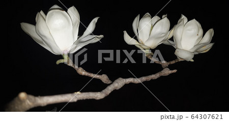 春 花 モノクロ 64307621