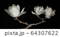 春 花 モノクロ 64307622