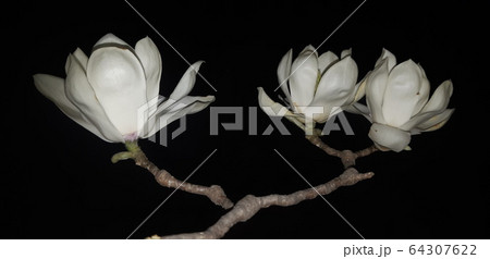 春 花 モノクロ 64307622
