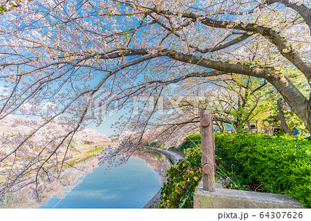 日本の春 草加松原 札場河岸公園の桜並木 日本の春 草加松原 札場河岸公園の桜並木 64307626