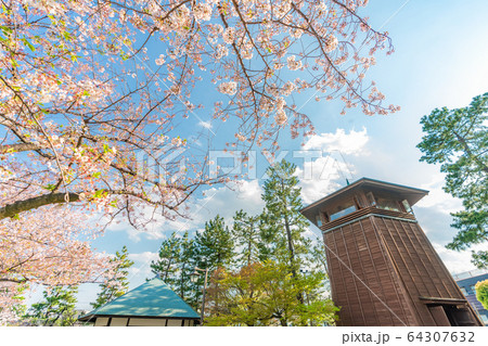 日本の春 草加松原 札場河岸公園の桜並木 64307632