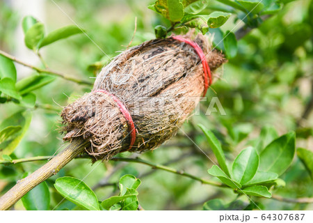Lime propagation - grafting tree plant on lemon Lime propagation - grafting tree plant on lemon 64307687
