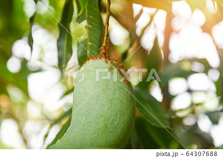 raw mango hanging on tree with leaf background in raw mango hanging on tree with leaf background in 64307688