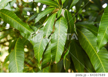 Red ant on mango tree - Ant nest with leaf on tree Red ant on mango tree - Ant nest with leaf on tree 64307689