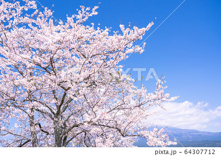 桜満開 桜満開 64307712