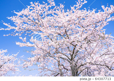 桜満開 桜満開 64307713