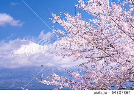 《静岡県》富士山と満開のサクラ 64307864