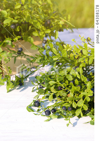 Blueberries in basket in summer forest Blueberries in basket in summer forest 64308178