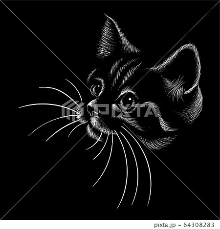 The Vector logo cat for tattoo or T-shirt design or outwear.   64308283