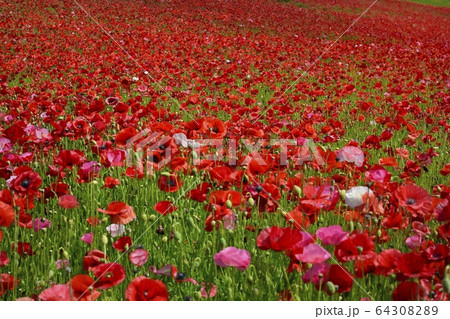 埼玉高原牧場の天空のポピー畑 64308289