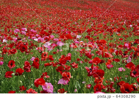 埼玉高原牧場の天空のポピー畑 埼玉高原牧場の天空のポピー畑 64308290
