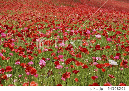 埼玉高原牧場の天空のポピー畑 64308291