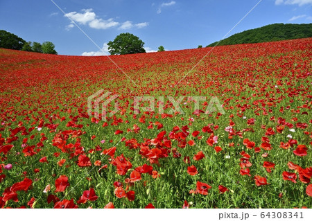 埼玉高原牧場の天空のポピー畑 64308341