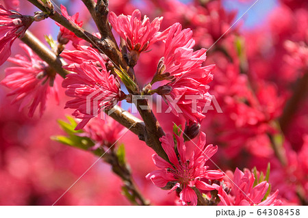 菊桃の花 64308458