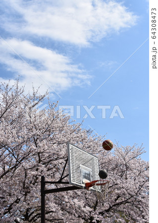 バスケットゴール 桜満開 バスケットゴール 桜満開 64308473