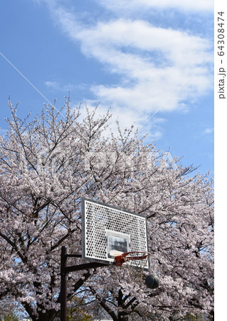 バスケットゴール 桜満開 バスケットゴール 桜満開 64308474