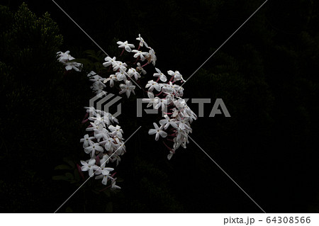 満開のジャスミンの花 満開のジャスミンの花 64308566