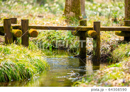 森林の遊歩道 木道 ハイキング イメージ 森林の遊歩道 木道 ハイキング イメージ 64308590