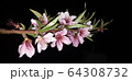 春の花 花言葉 花 64308732