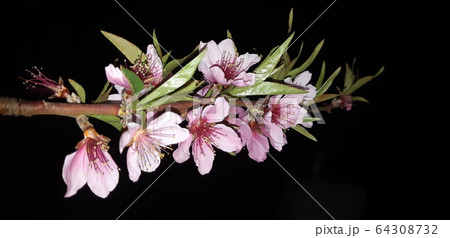 春の花 花言葉 花の写真素材
