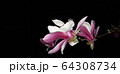 マグノリア ジャモクリョン 春の花 64308734