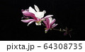 マグノリア ジャモクリョン 春の花 64308735