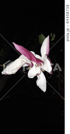 マグノリア ジャモクリョン 春の花 64308738