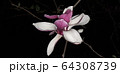 マグノリア ジャモクリョン 春の花 64308739