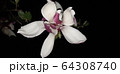 マグノリア ジャモクリョン 春の花 64308740