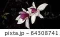 マグノリア ジャモクリョン 春の花 64308741