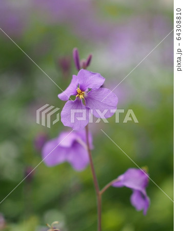 道端に咲くオオアラセイトウ 64308810