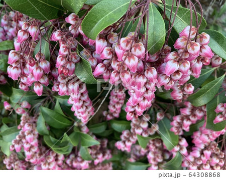馬酔木(アセビ)の花 : 自然風の自然風だより