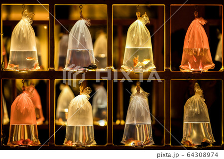 金魚 金魚 64308974