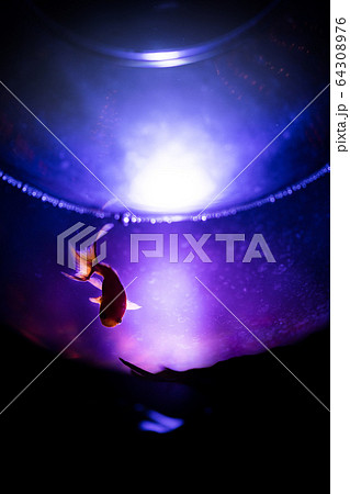 金魚 金魚 64308976