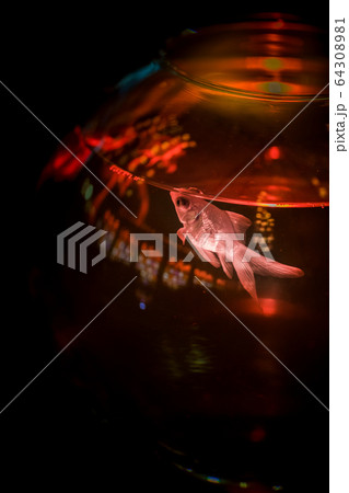 金魚 64308981